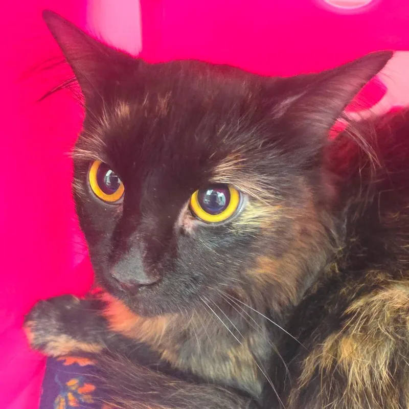 An adult medium-sized female Domestic Long Hair cat named Marissa for adoption in Oshkosh, WI