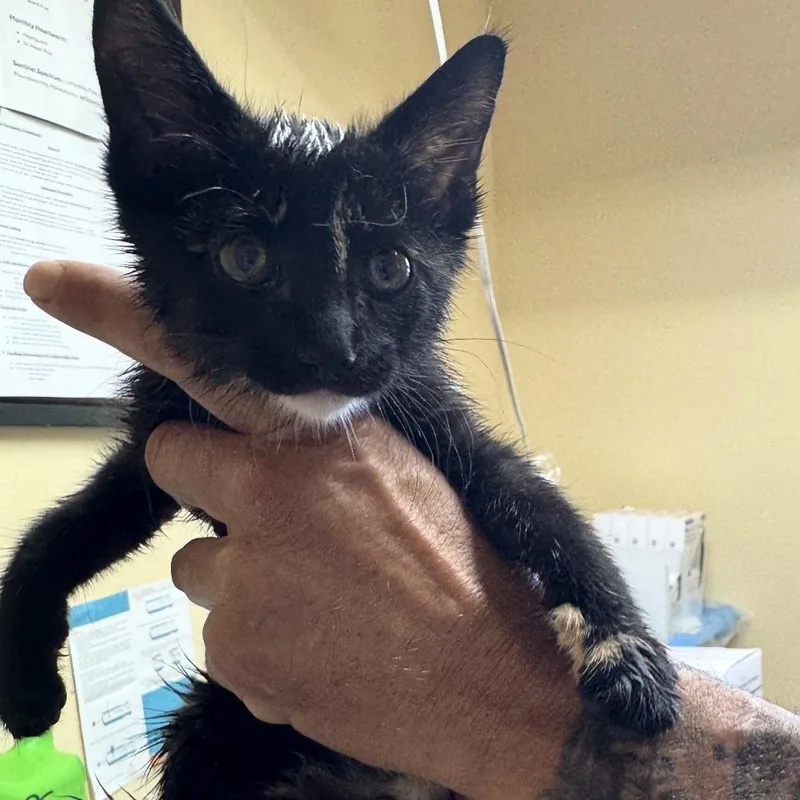 A baby small-sized female Black Domestic Short Hair cat named Bramble for adoption in Corinth, MS
