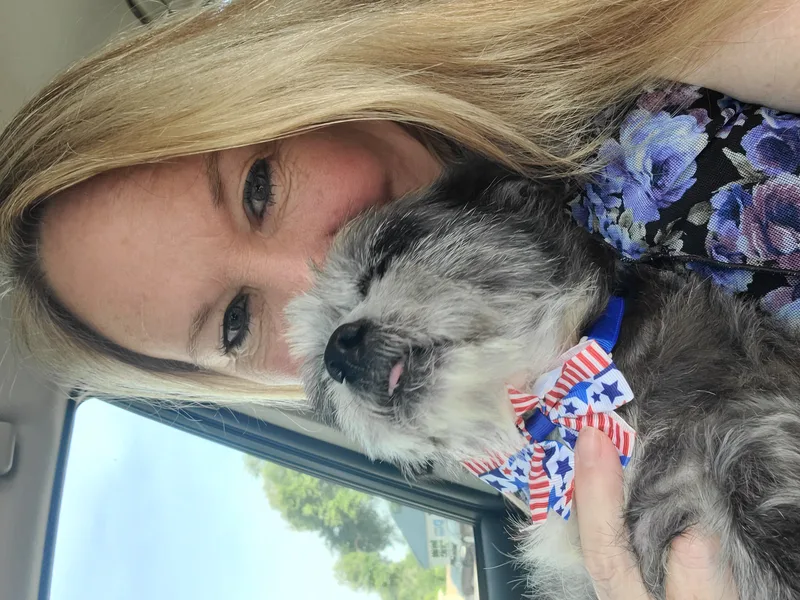 A senior small-sized female Gray / Blue / Silver Yorkshire Terrier dog named Lil Granny for adoption in Blessing, TX