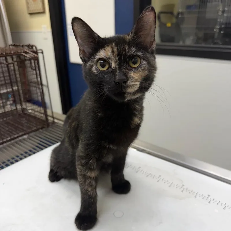 A baby small-sized female American Shorthair cat named Gabby for adoption in Galveston, TX