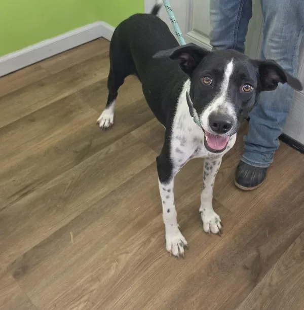 An adult large-sized female Hound dog named Sylvia Plath for adoption in Cleveland, TN