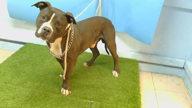 A young large-sized male Pit Bull Terrier dog named Seth for adoption in Gardena, CA