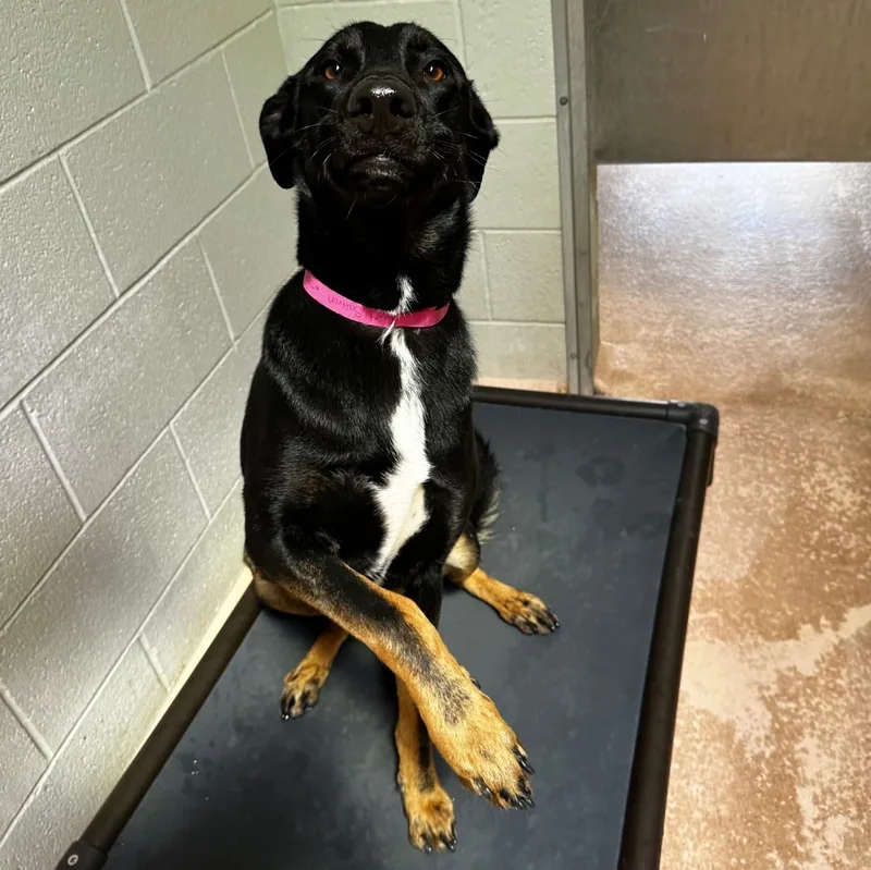 A young large-sized female Shepherd dog named Saffron for adoption in El Paso, TX