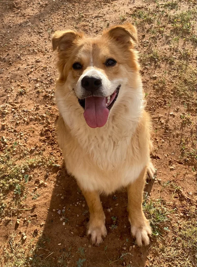 Bruno