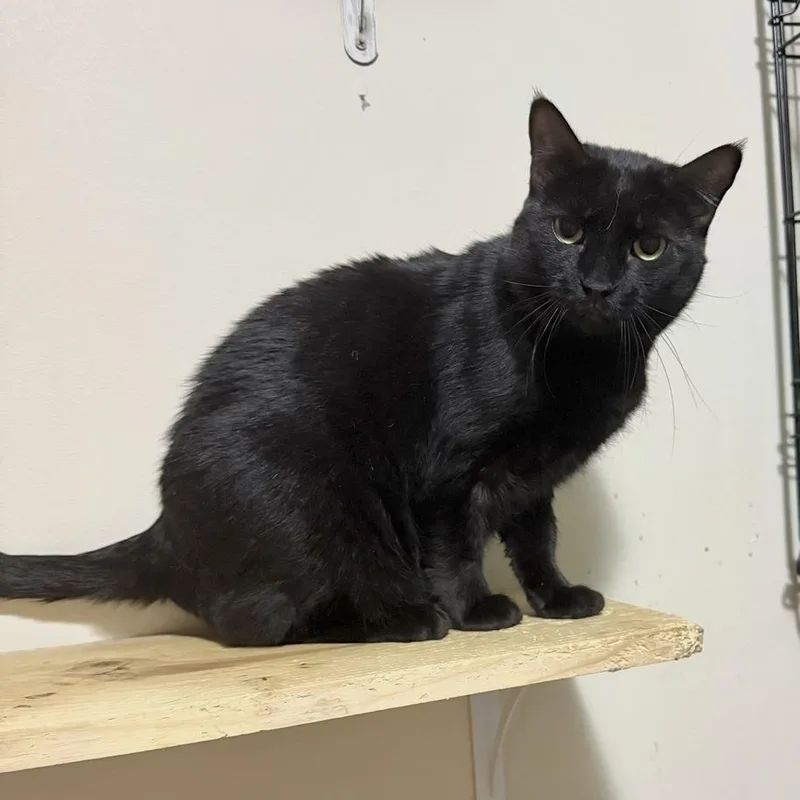 An adult medium-sized female Black Domestic Short Hair cat named Spunky for adoption in Long Beach, MS