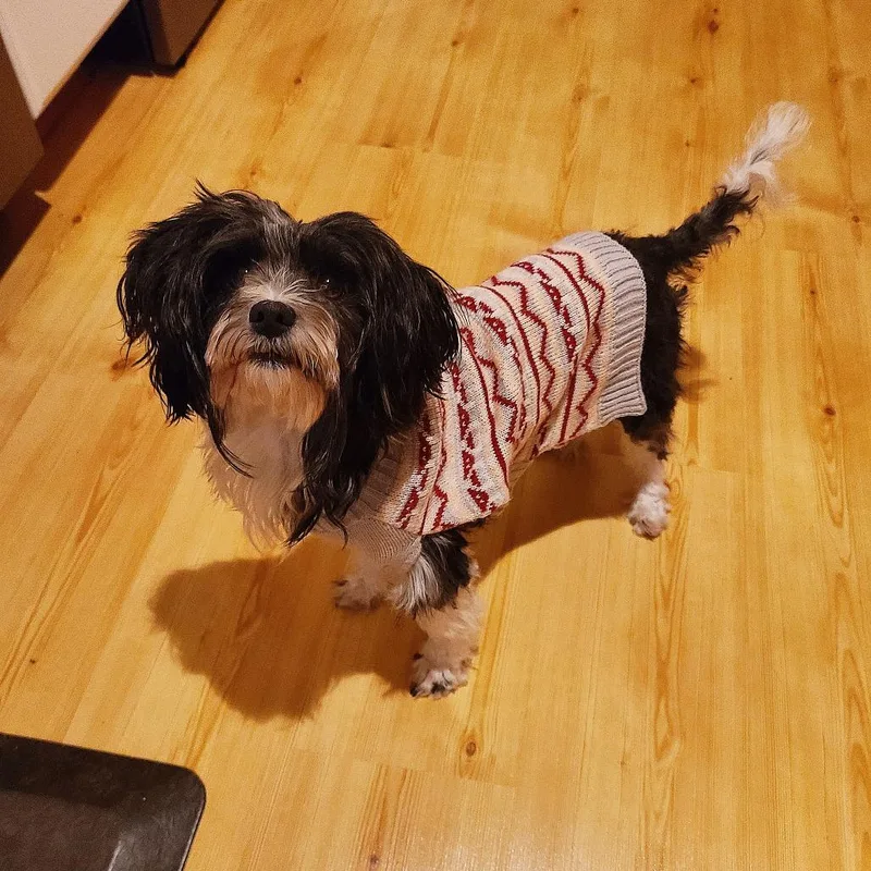 An adult small-sized female Black Cockapoo dog named Bonnie for adoption in Northville, MI
