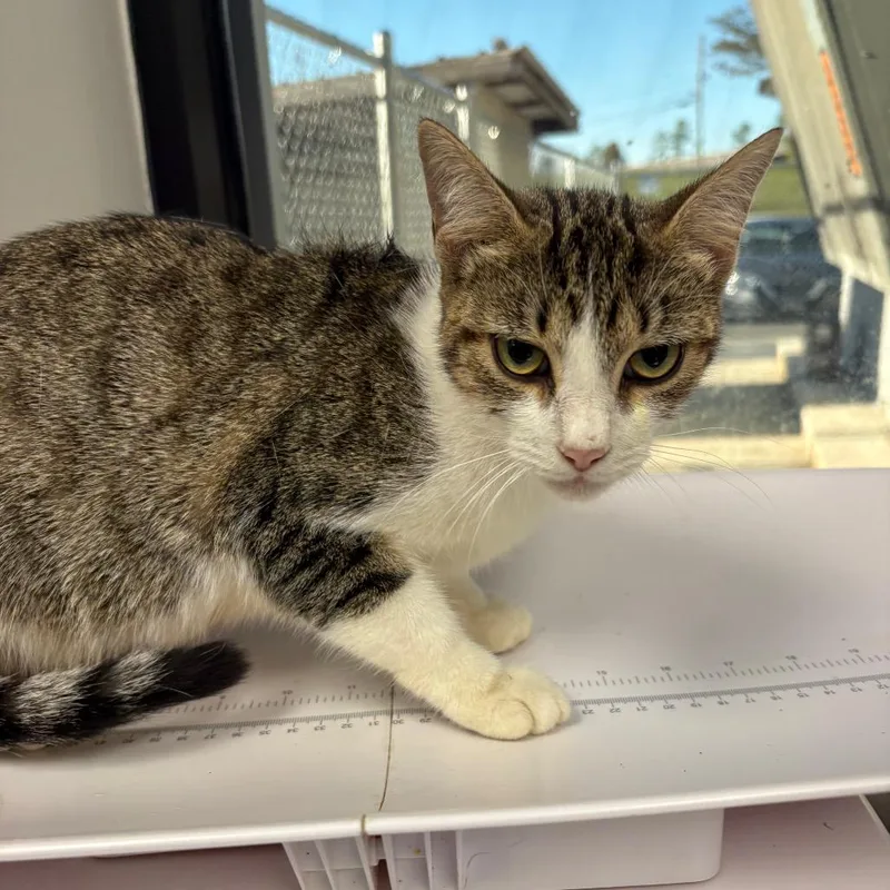 A young medium-sized female Brown / Chocolate Domestic Short Hair cat named Christine for adoption in Columbiana, AL