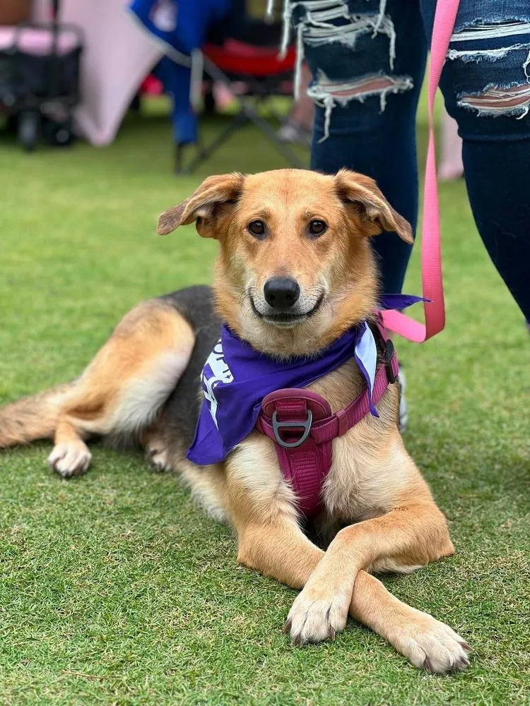 An adult medium-sized female Brown / Chocolate German Shepherd Dog dog named Barbie for adoption in Wendell, NC