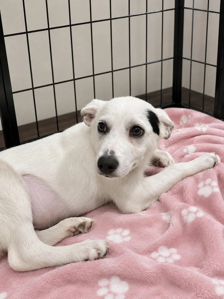 A baby medium-sized female Tricolor (Brown, Black, & White) Border Collie dog named Luna Moth for adoption in Saugus, MA
