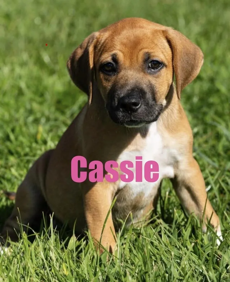 Cassie