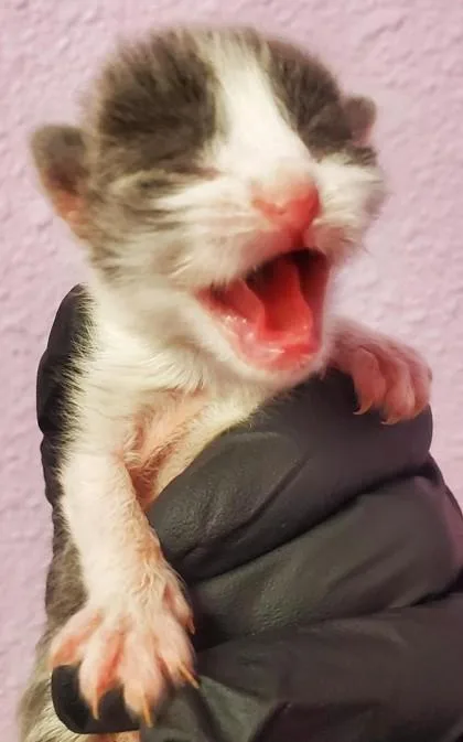 A baby small-sized male Gray / Blue / Silver Domestic Short Hair cat named 60741092 for adoption in El Paso, TX