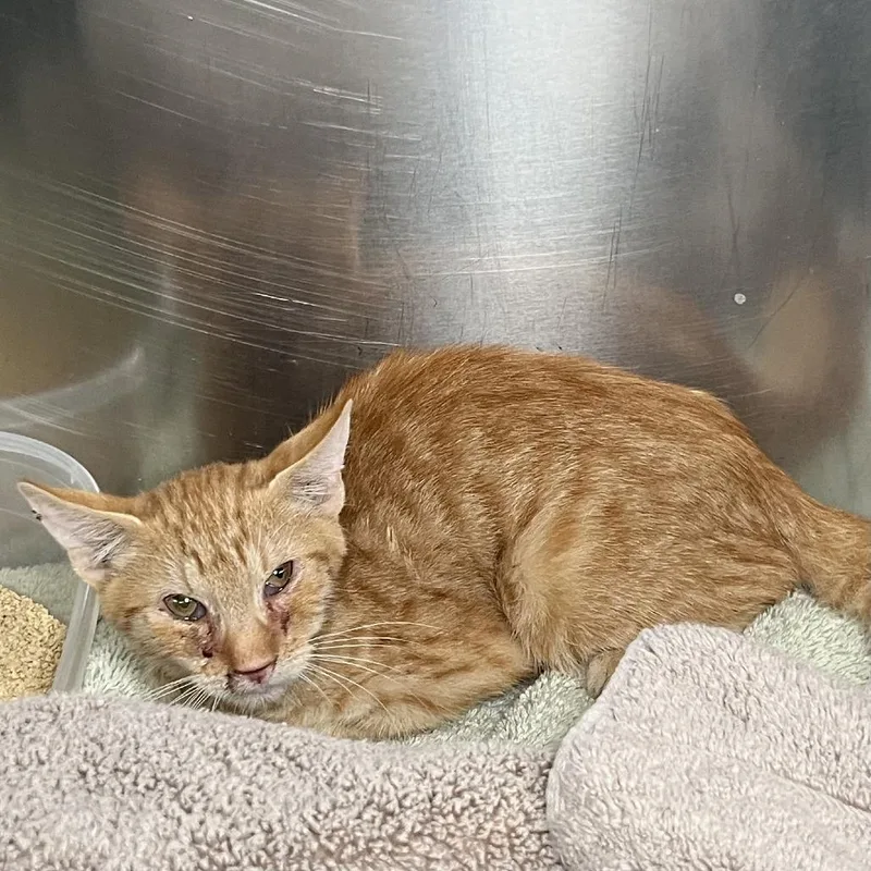 A baby small-sized male Orange / Red Domestic Short Hair cat named Duende for adoption in Palm Springs, CA
