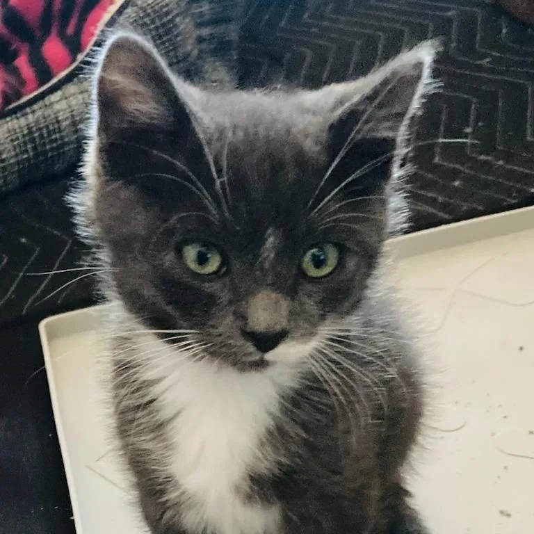A baby small-sized male Gray / Blue / Silver Domestic Medium Hair cat named Trout for adoption in Riverside, CA