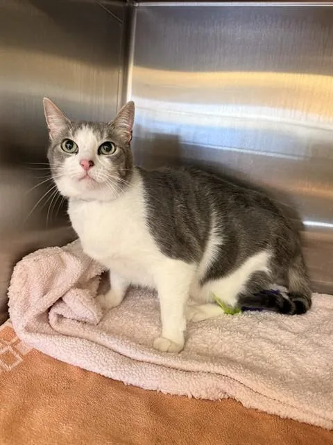 An adult medium-sized female Domestic Short Hair cat named Rooty Tooty for adoption in Castaic, CA