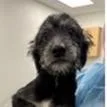 A baby medium-sized female Gray / Blue / Silver Bernese Mountain Dog dog named Betty for adoption in Tampa, FL