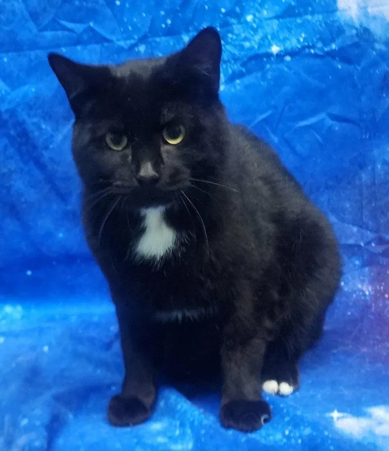 An adult medium-sized male Domestic Short Hair cat named Dapper for adoption in Wetumpka, AL