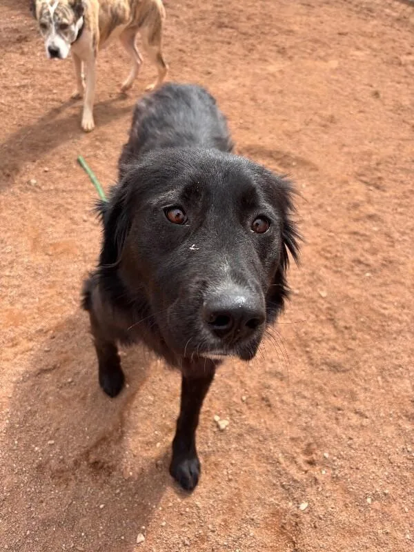 An adult medium-sized female Black Border Collie dog named Yuma for adoption in Hobbs, NM