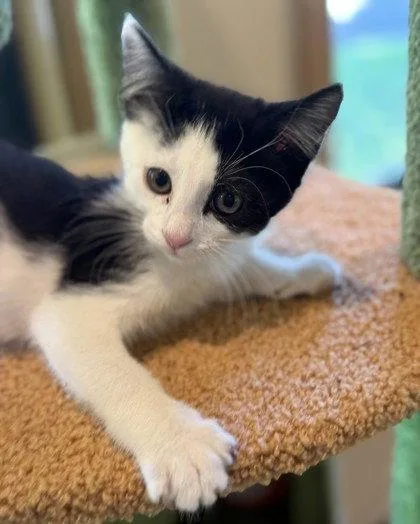 A young small-sized female Black & White / Tuxedo Domestic Short Hair cat named Quickstep for adoption in Midland, VA