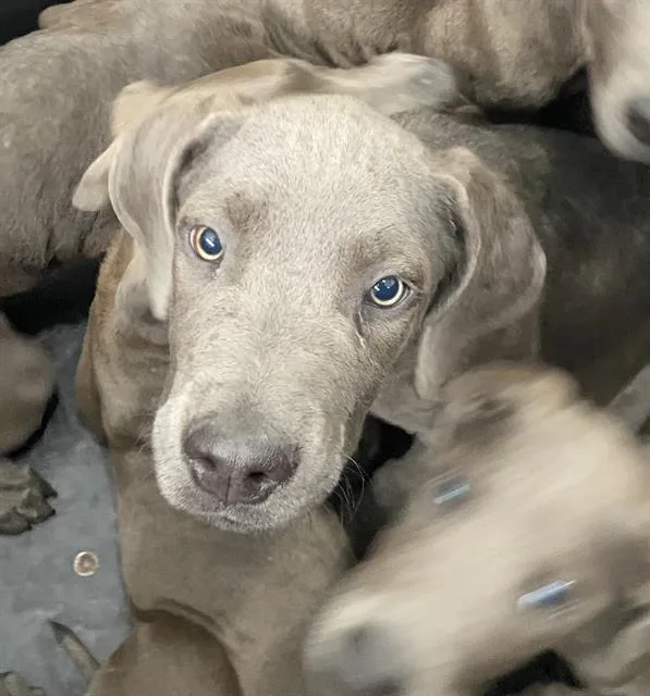 A baby large-sized female Mixed Breed dog named Aqua for adoption in Dallas, TX