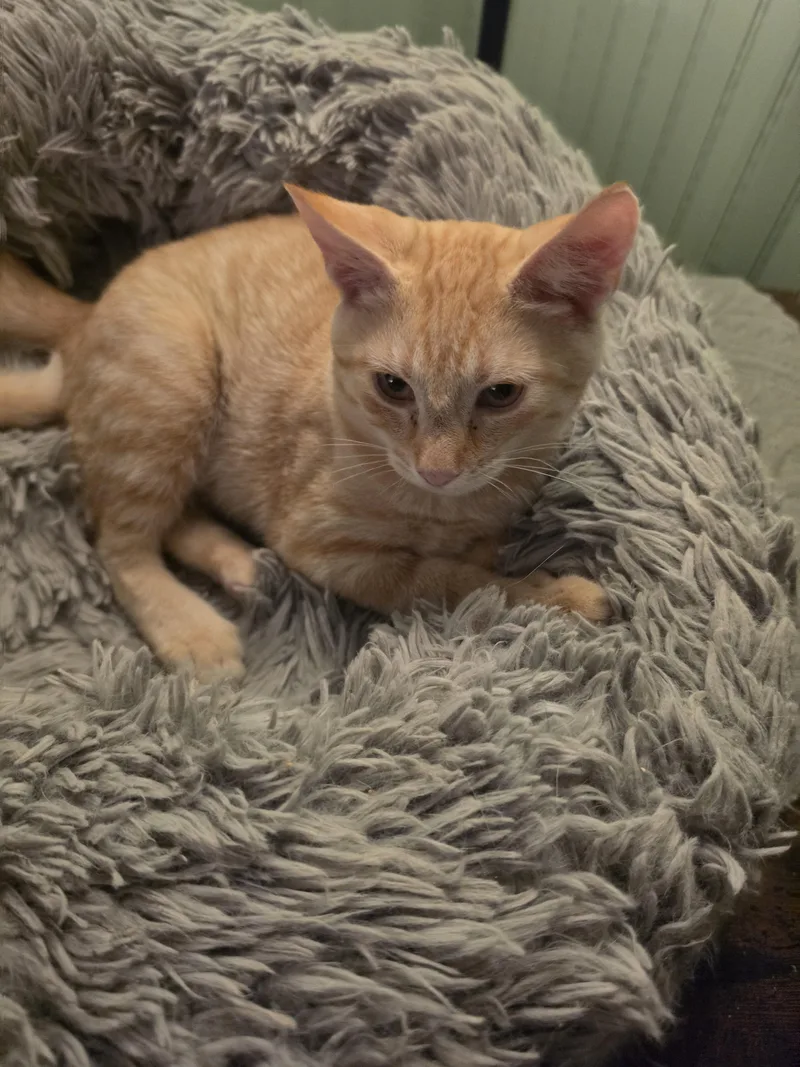 A young medium-sized male Buff / Tan / Fawn Domestic Short Hair cat named Trace for adoption in Mansfield, PA