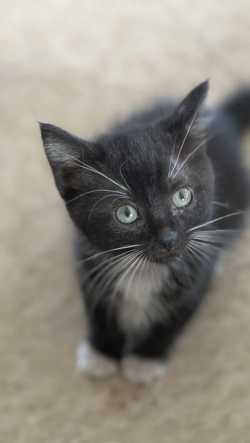 A baby medium-sized female Black & White / Tuxedo Domestic Short Hair cat named Express for adoption in Fertile, MN