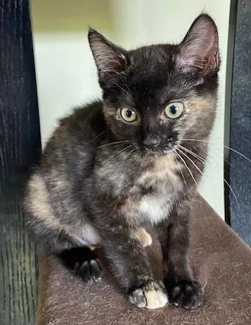 A baby medium-sized female Domestic Short Hair cat named Peach for adoption in Shawnee, KS