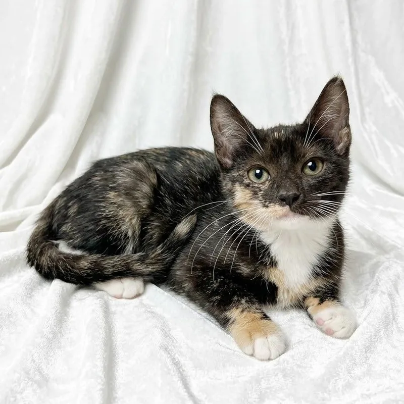 A baby small-sized female Domestic Short Hair cat named Willow and Ivy for adoption in Miami, FL