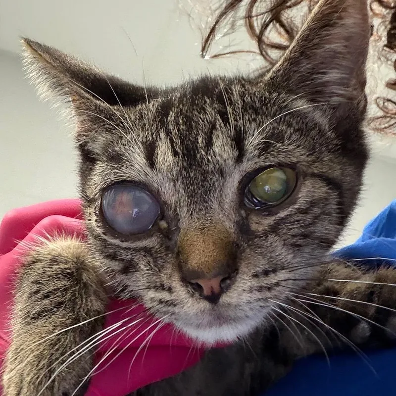 A baby small-sized male Brown / Chocolate Domestic Short Hair cat named Potter for adoption in Greenville, SC