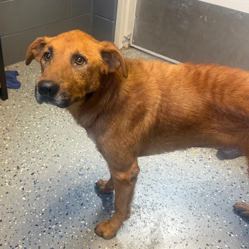 A senior medium-sized male Brown / Chocolate Shepherd dog named TUSCStray for adoption in Tuscaloosa, AL