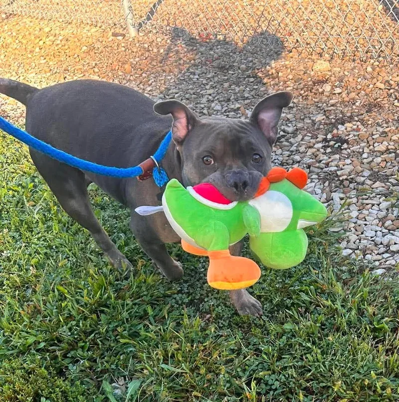 An adult medium-sized female Mixed Breed dog named Racca for adoption in Moundsville, WV