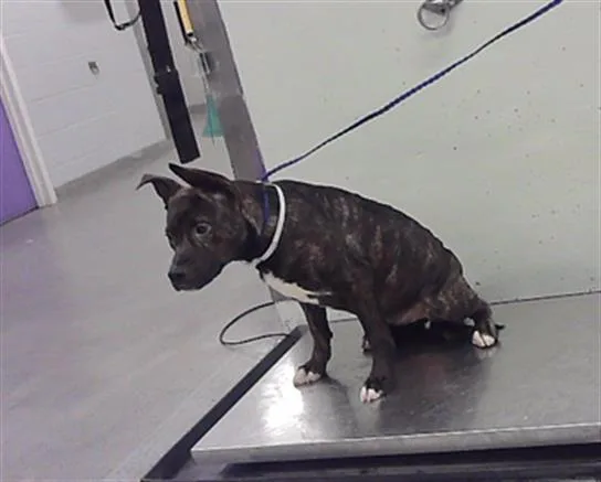 A young medium-sized female Staffordshire Bull Terrier dog named Fanta for adoption in Houston, TX