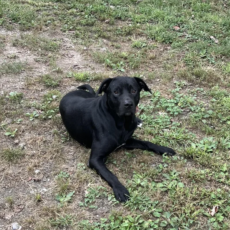An adult large-sized male Black Labrador Retriever dog named Fowl for adoption in Morganfield, KY