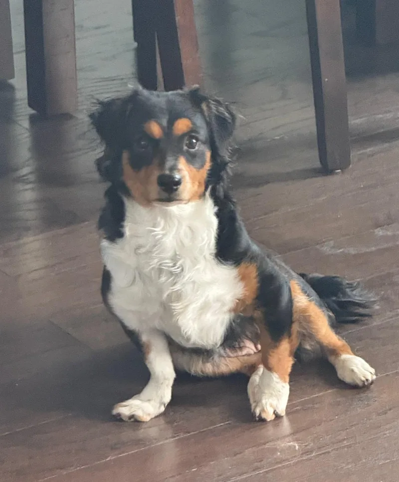 An adult small-sized female Australian Shepherd dog named Maggie for adoption in Spring, TX