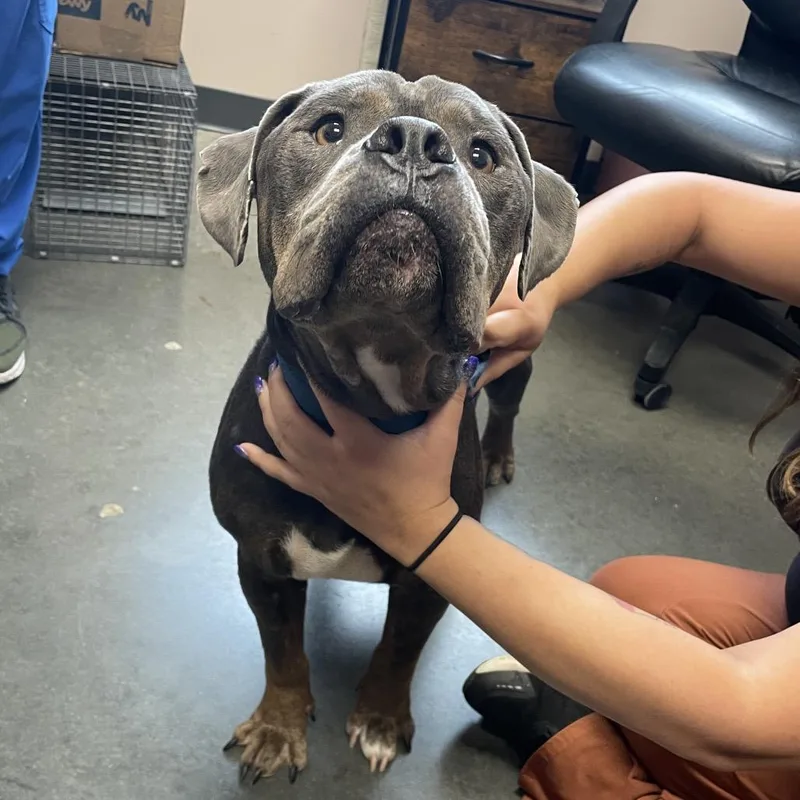 An adult medium-sized male Gray / Blue / Silver Mixed Breed dog named Pooch for adoption in Dickinson, TX