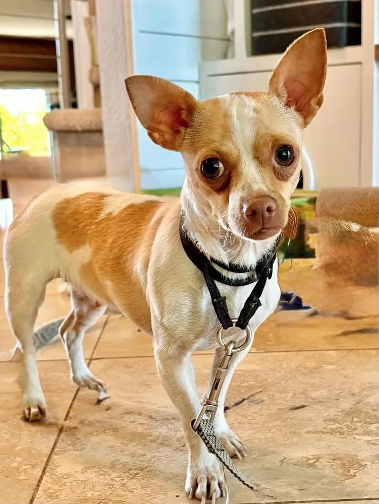 An adult small-sized female Chihuahua dog named Daisy for adoption in Boulder, CO