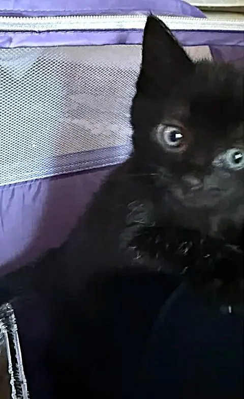 A baby medium-sized female Black Domestic Short Hair cat named Gloria for adoption in Greenville, NC