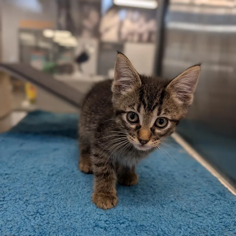 A baby medium-sized male Tabby (Brown / Chocolate) Domestic Short Hair cat named Dirt for adoption in Cape Girardeau, MO