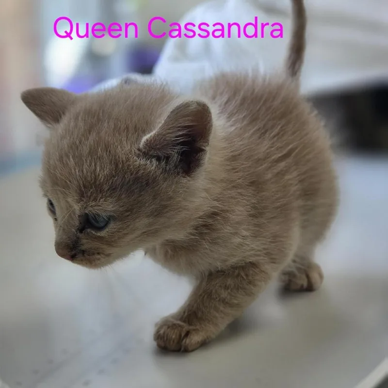 Queen Cassandra