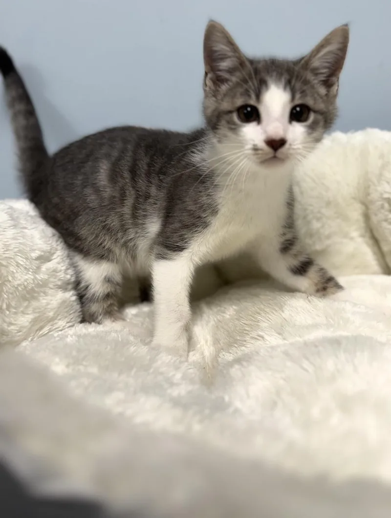 A baby medium-sized male Gray & White Domestic Short Hair cat named Maui for adoption in Kannapolis, NC