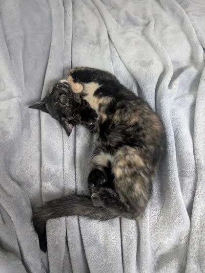 A baby small-sized female Domestic Short Hair cat named Sweetums for adoption in Westland, MI