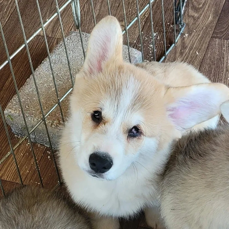 Stevie Wonder thumbnail 3