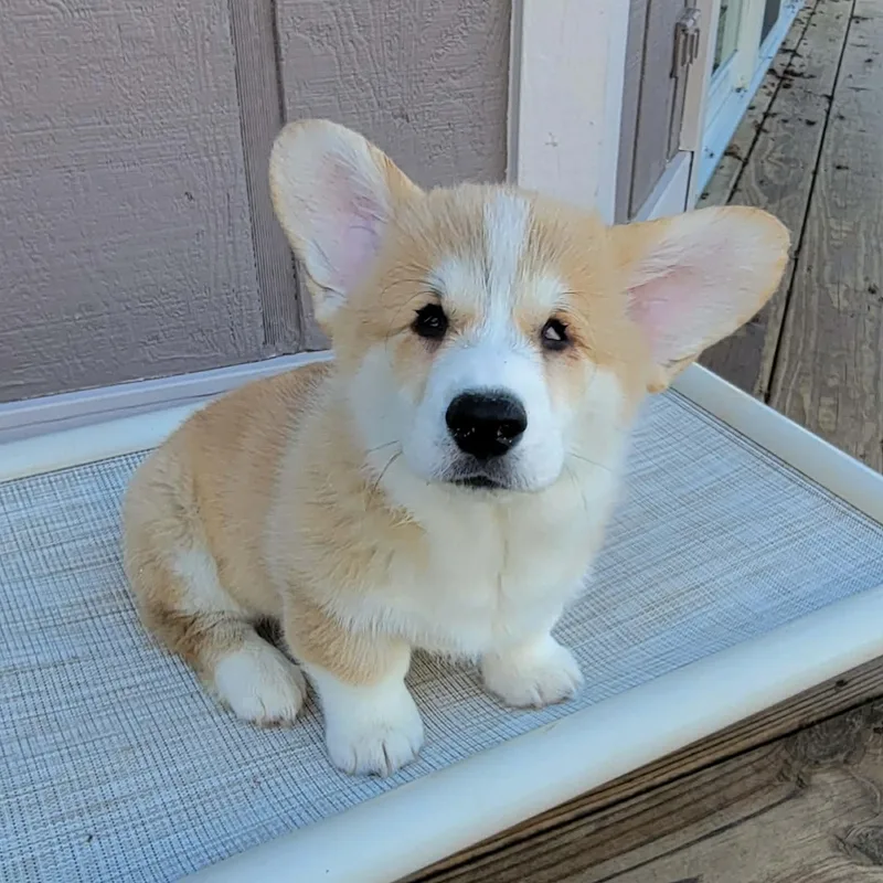 A baby small-sized male Pembroke Welsh Corgi dog named Stevie Wonder for adoption in High Point, NC