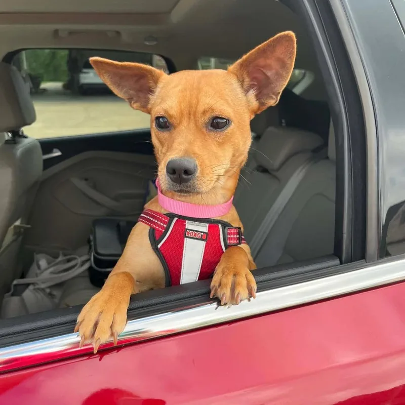 Llama Lou thumbnail 2