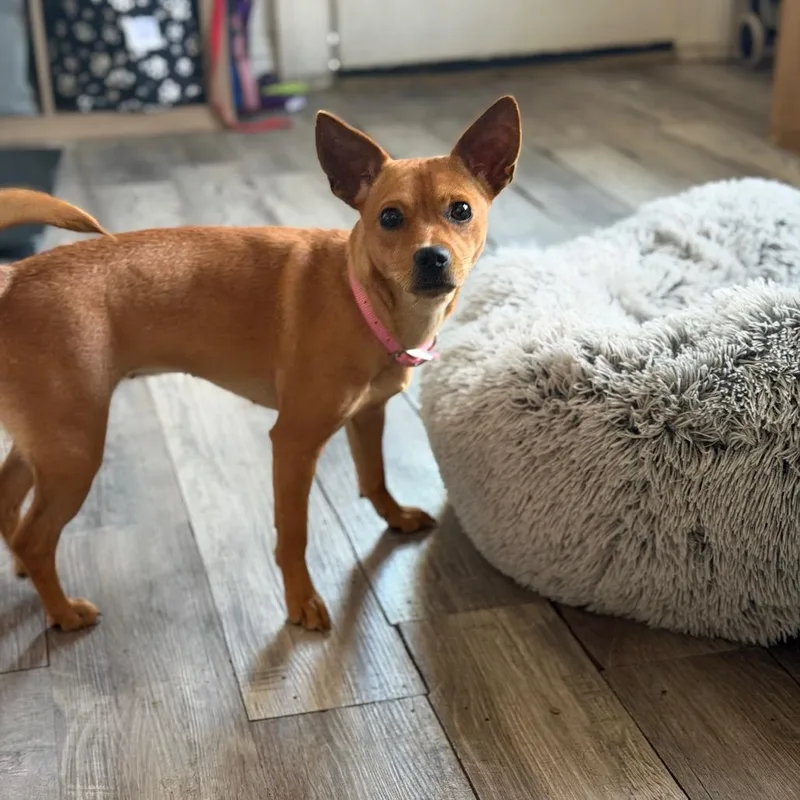 Llama Lou thumbnail 3