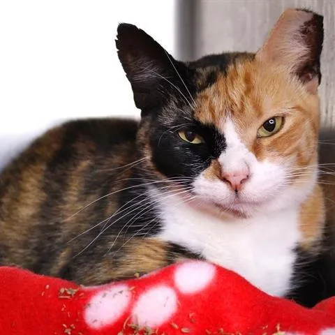 An adult medium-sized female Calico Domestic Short Hair cat named Haley for adoption in Hopkinton, MA