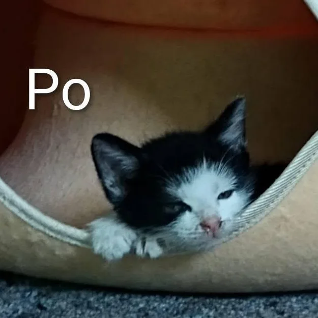 Po at Elyria Petco