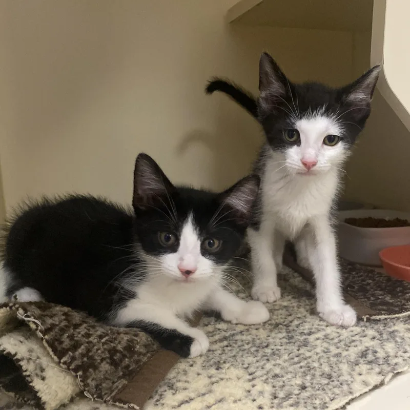 Po at Elyria Petco thumbnail 2