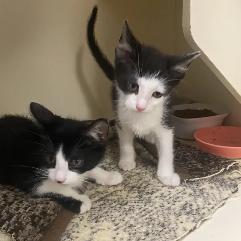 Po at Elyria Petco thumbnail 3