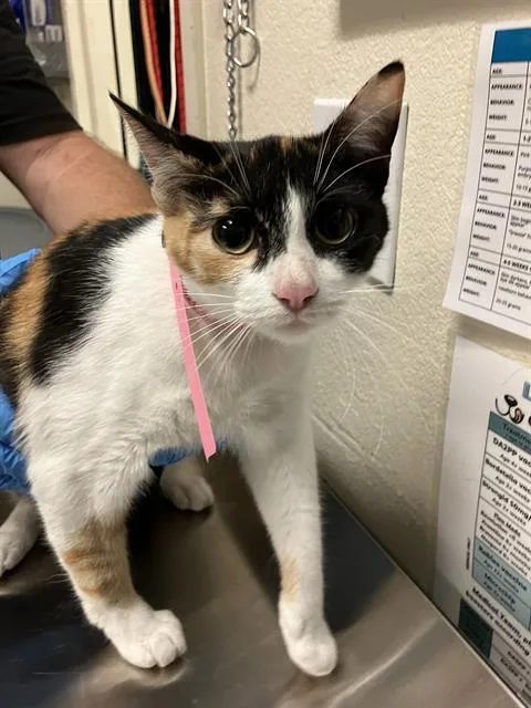 An adult medium-sized female Domestic Short Hair cat named Bambi for adoption in Long Beach, CA