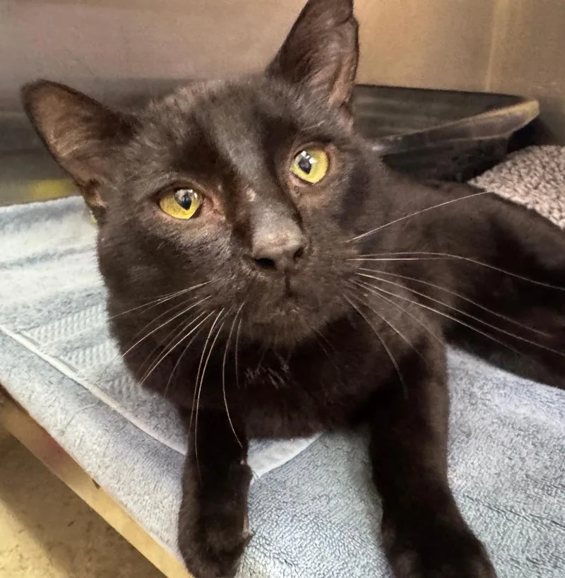 A young medium-sized male Black Domestic Short Hair cat named Derby for adoption in Tomah, WI